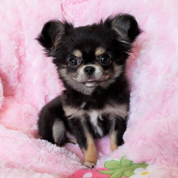 チワワ(ロング)【沖縄県・女の子・2018年11月20日・ブラックタン&ホワイト】の写真「値下げしました！めちゃ愛らしい子です！」