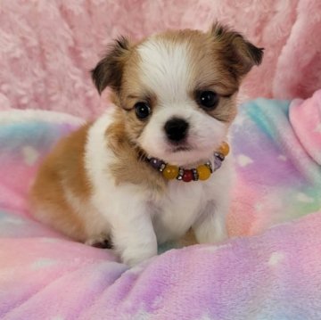 チワワ(ロング)【沖縄県・男の子・2023年5月29日・フォーン&ホワイト】の写真「☆神奈川県横浜でもお取引可能です！」