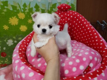 チワワ(ロング)【沖縄県・男の子・2019年12月15日・ブルータン&ホワイト】の写真「そろそろ募集終わります！お顔めちゃ可愛いです！」