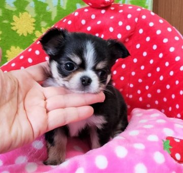 チワワ(ロング)【沖縄県・女の子・2018年11月20日・ブラックタン&ホワイト】の写真「小ぶりでめちゃ愛らしい子です！」