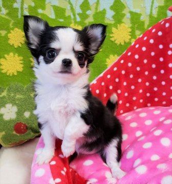 チワワ(ロング)【沖縄県・女の子・2018年11月20日・ブラック&ホワイト】の写真「小ぶりでめちゃ美人さんです！」