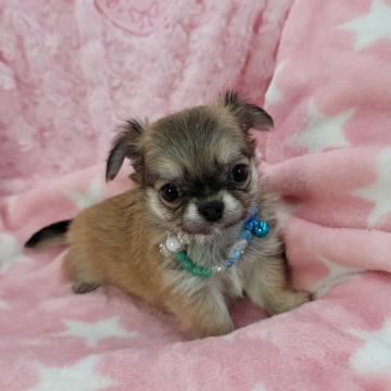 チワワ(ロング)【沖縄県・男の子・2022年9月29日・フォーン&ホワイト】の写真「とても可愛いこです！」