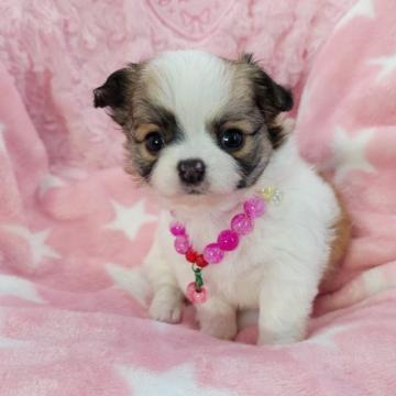 チワワ(ロング)【沖縄県・女の子・2022年7月15日・ホワイト&レッド】の写真「訳ありにてお安くしています。」