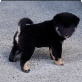 柴犬(豆柴)