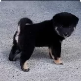 豆柴