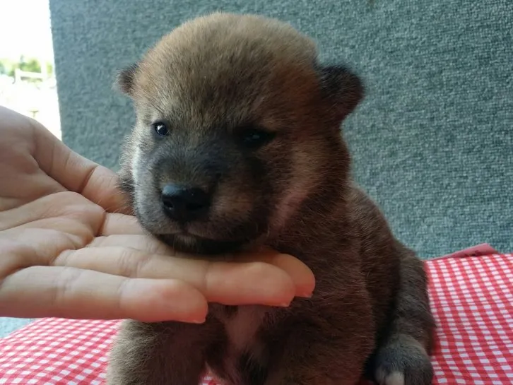 カイとソラのパパ 様のお迎えした子犬