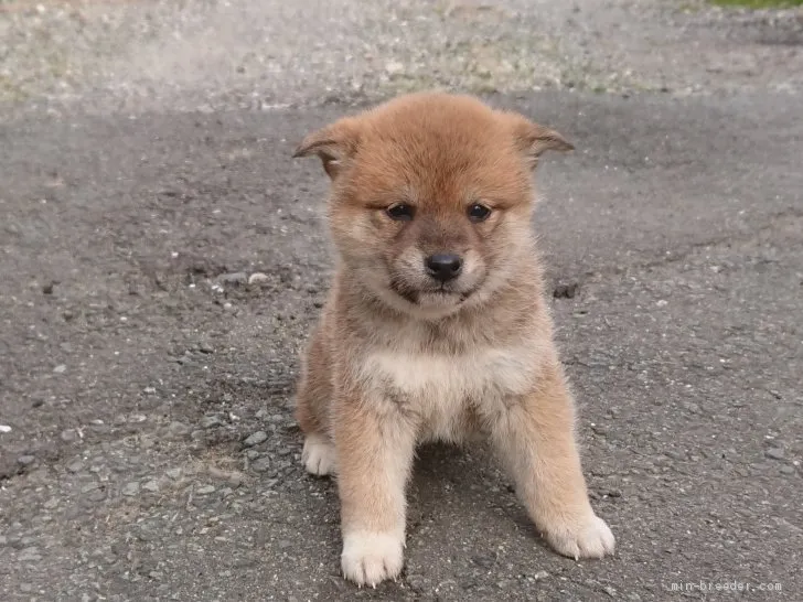 ID:2102-01516の子犬