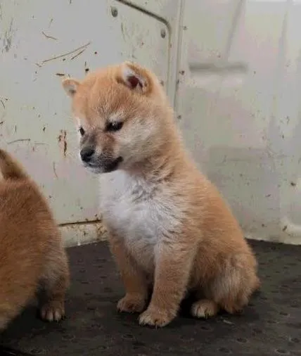 ひでくん 様のお迎えした子犬