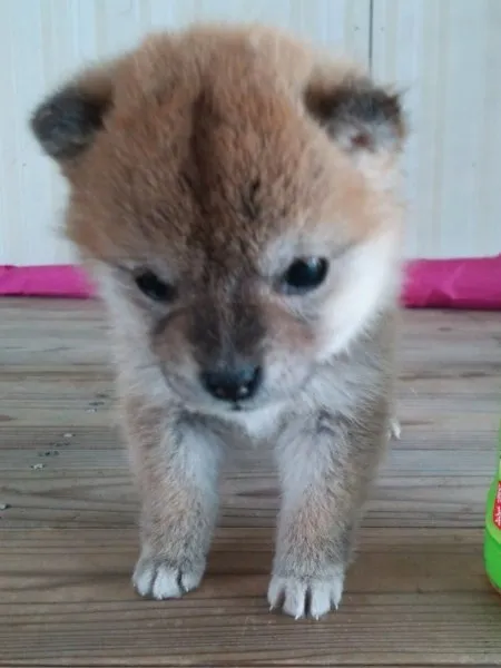 ひめ 様のお迎えした子犬
