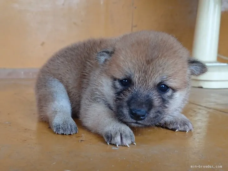 こむぎ 様のお迎えした子犬