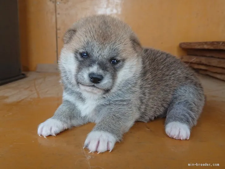 なお 様のお迎えした子犬