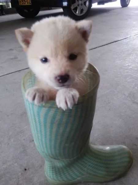 nonnon 様のお迎えした子犬