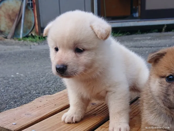 Y.A 様のお迎えした子犬