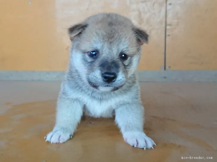 ID:1810-02726の子犬