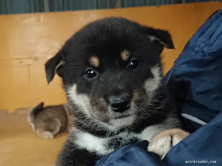 ID:2010-01988の子犬