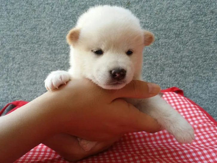 カイとソラのパパ 様のお迎えした子犬