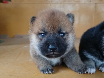 柴犬(豆柴)【徳島県・女の子・2020年6月20日・赤】の写真「キレイなお顔の女の子」