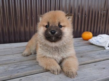 柴犬(豆柴)【徳島県・男の子・2018年1月15日・赤】の写真「優しいお顔の男の子」