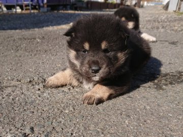 柴犬(豆柴)【徳島県・女の子・2020年12月18日・黒】の写真「目が可愛い女の子」