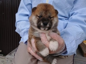 柴犬(豆柴)【徳島県・男の子・2018年4月3日・赤】の写真「優しいお顔の男の子」