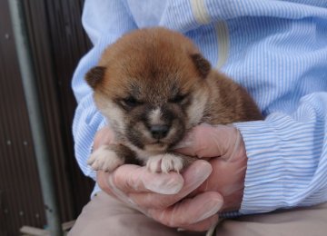 柴犬(豆柴)【徳島県・男の子・2018年4月3日・赤】の写真「鼻筋の白毛が可愛い男の子」