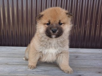 柴犬(豆柴)【徳島県・女の子・2018年1月15日・赤】の写真「クリっとした目が可愛い女の子」