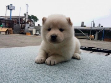 柴犬(豆柴)【徳島県・女の子・2017年8月24日・白】の写真「真っ黒なお鼻が愛嬌な女の子」