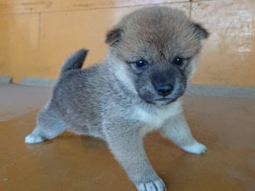 柴犬(標準サイズ)【徳島県・女の子・2018年10月1日・赤色】の写真「成犬時豆柴サイズ予想」