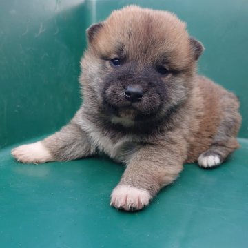 柴犬(豆柴)【徳島県・男の子・2024年1月10日・赤】の写真「元気な男の子」