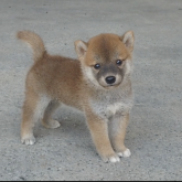 柴犬(豆柴)