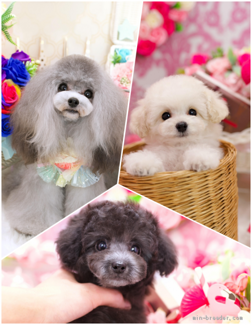 お顔の可愛い健全なコ達をブリーディングしています。｜明楽　拓真(あきら　たくま)ブリーダー(和歌山県・トイプードルなど・JKC登録)の紹介写真2