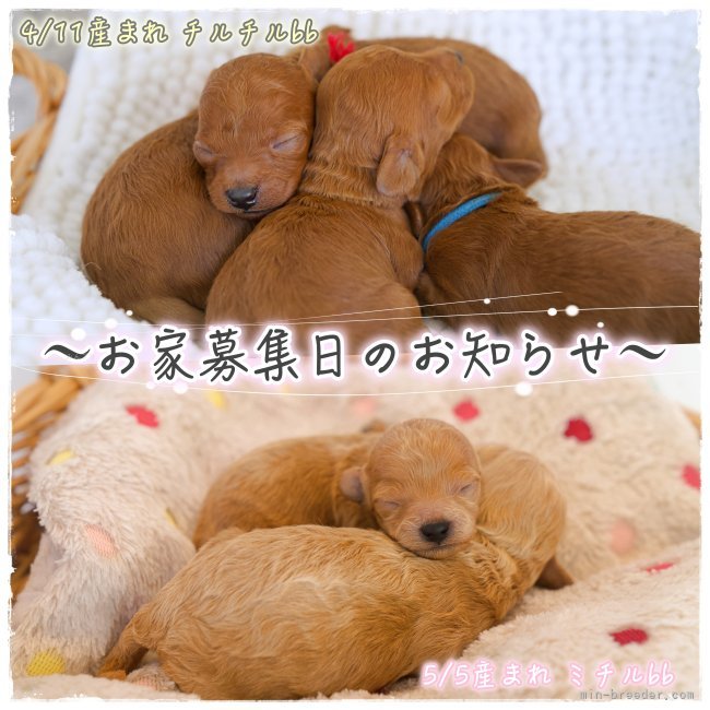 明楽拓真ブリーダーのブログ：お家募集日のお知らせ🏡💓