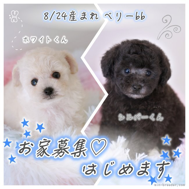 明楽拓真ブリーダーのブログ：【8/24産まれ🍼✨ベリーbb🐶🖤】お家募集🏡💓はじめます😙✌️❤️