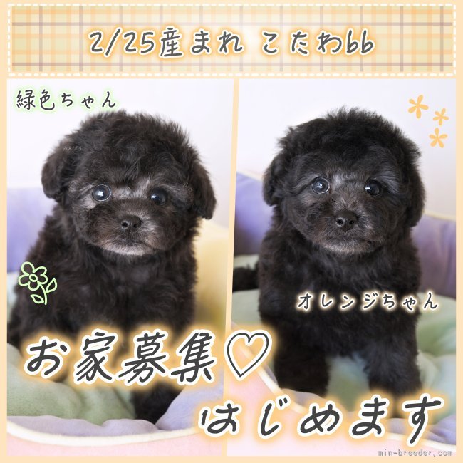 明楽拓真ブリーダーのブログ：【2/25産まれ🍼✨こたわbb🐝❤️】お家募集🏡💓始めます😘🙌⭐️