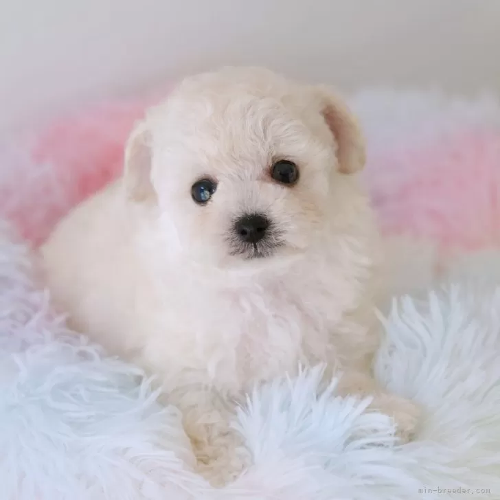 ID：2510-03405の子犬