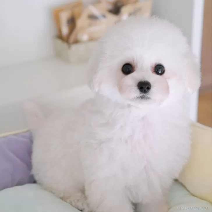 M.H 様のお迎えした子犬