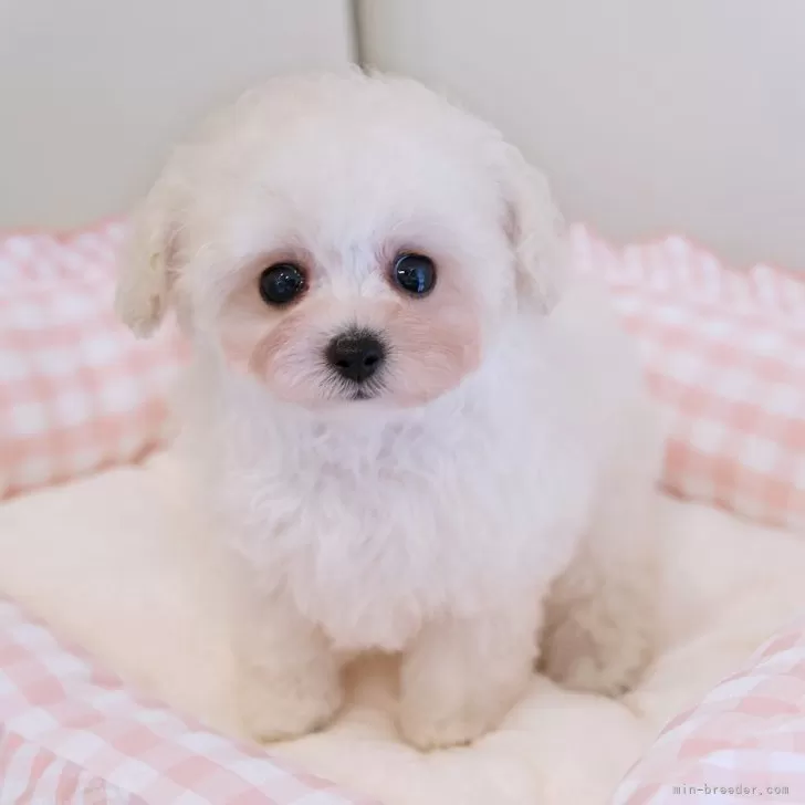 ID：2407-04551の子犬