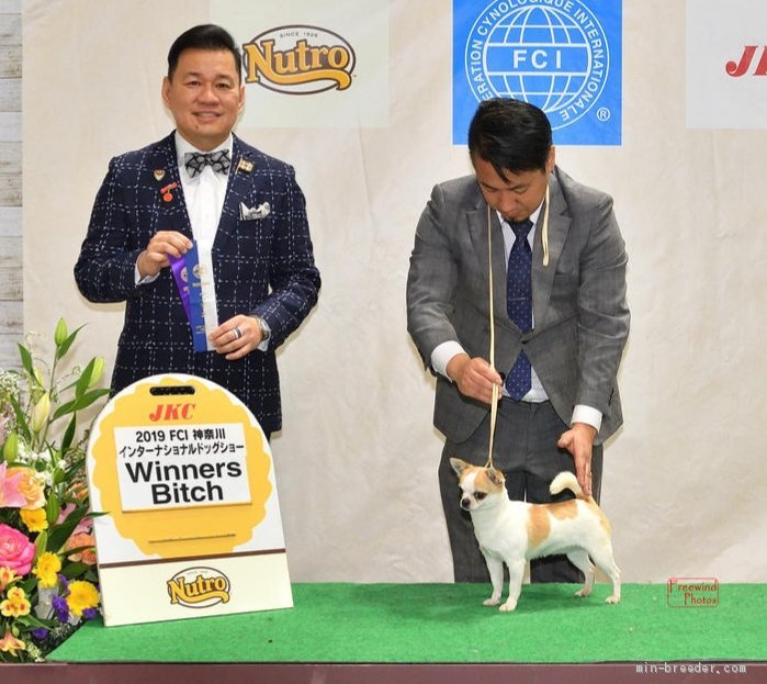 関東でおすすめのロングコートチワワのブリーダー特集7 みんなのペットライフ 関東でおすすめのロングコートチワワのブリーダー特集7 みんなのペットライフ