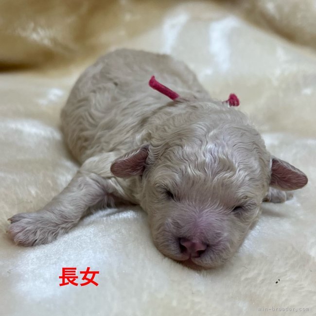 浜井一美ブリーダーのブログ：ホワイトのトイプードル子犬生まれました