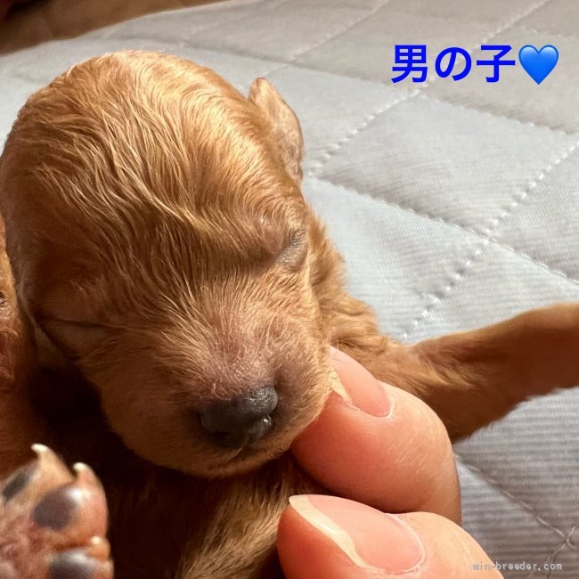 浜井一美ブリーダーのブログ：レッド、ブラックのトイプードル生まれました♡