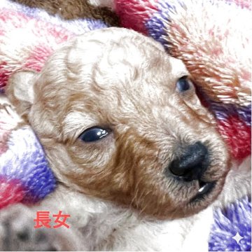 タイニープードル【福岡県・女の子・2025年10月19日・オレンジフォーン】の写真「明るいレッド系の女の子です♪」