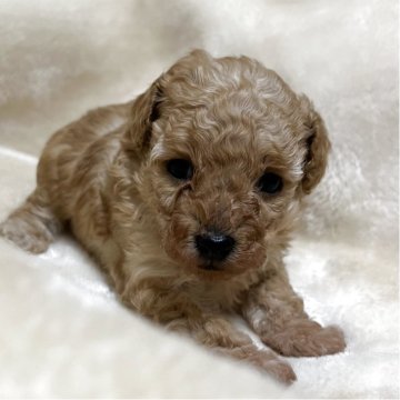 タイニープードル【福岡県・女の子・2025年10月19日・オレンジフォーン】の写真「明るいレッド系の女の子です♪」