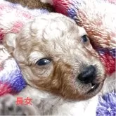 タイニープードル