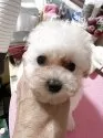 タイニープードル【福岡県・女の子・2025年5月12日・ホワイト】の写真2