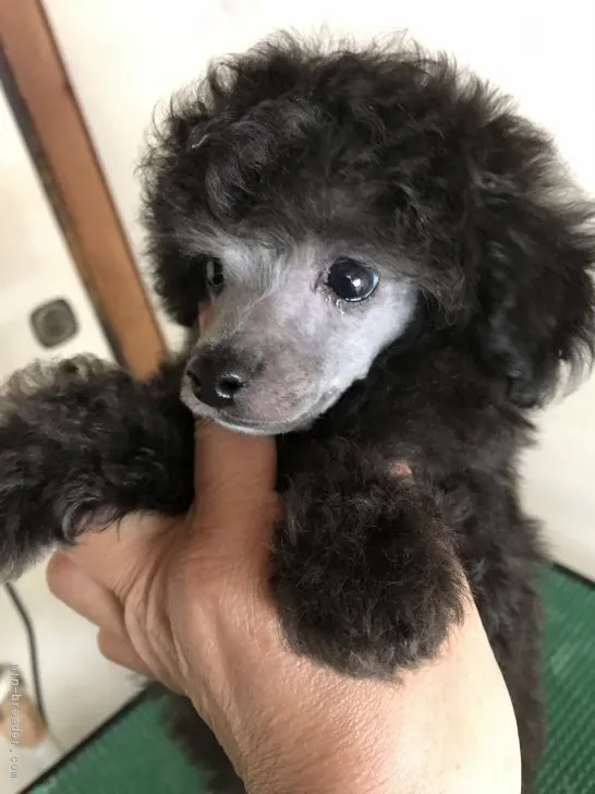タイニープードル【福岡県・男の子・2018年1月29日・シルバー】の写真1「顔を剃ったら甘いマスクのイケメン王子になりました♥️」