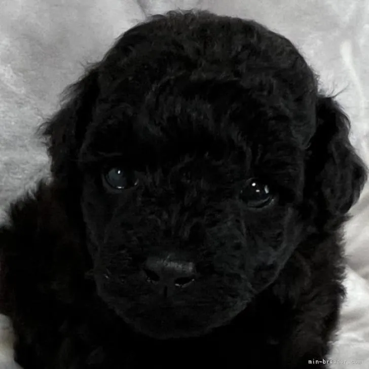 ID:2210-03340の子犬