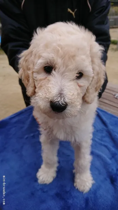 ID:1911-02649の子犬