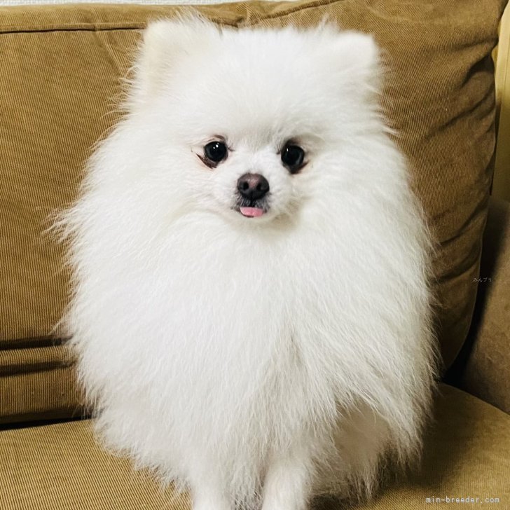 ポメラニアン【岩手県・男の子・2023年11月13日・ホワイト】1.8kg