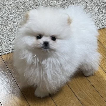 ポメラニアン【岩手県・男の子・2024年10月28日・クリーム】の写真「顔良し性格良し形良し血筋良し」