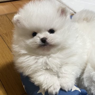 ポメラニアン【岩手県・男の子・2025年1月26日・ホワイト】の写真「甘えん坊でお利口で可愛いですよ」
